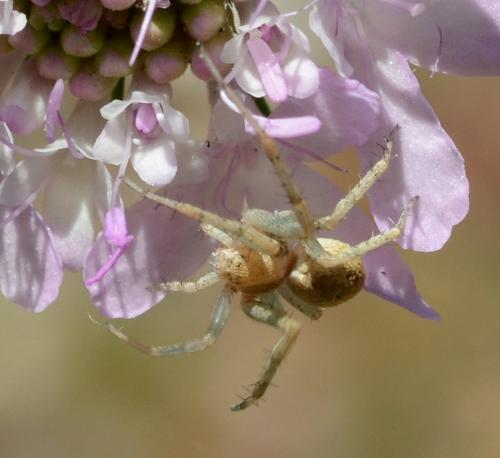 Philodromus sp.